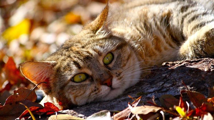 Кошка осенью. Какой праздник 1 ноября 