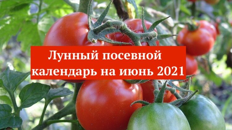 Календарь огородника на июнь 2021 года