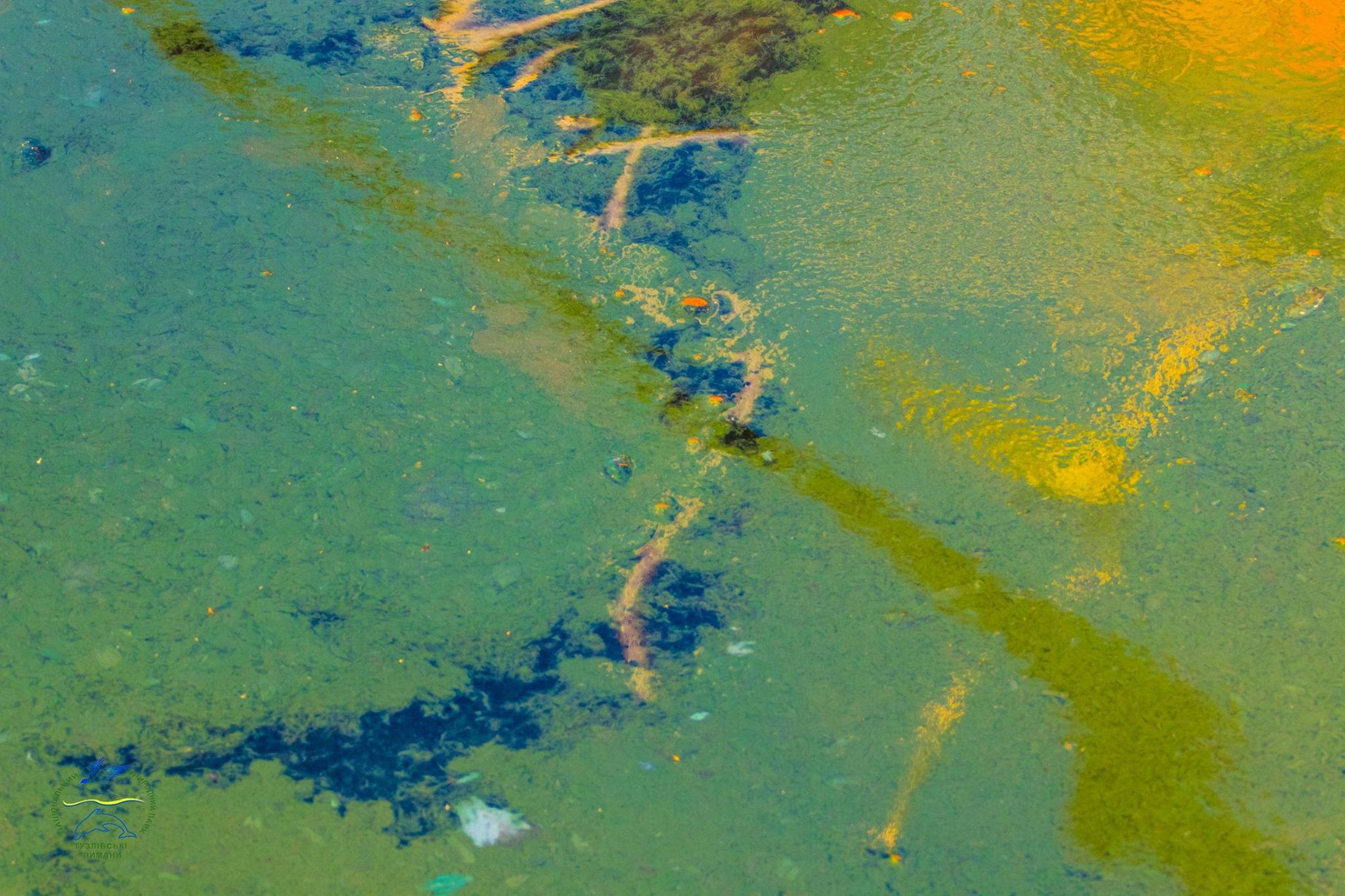 Загрязнение черного моря водоросли
