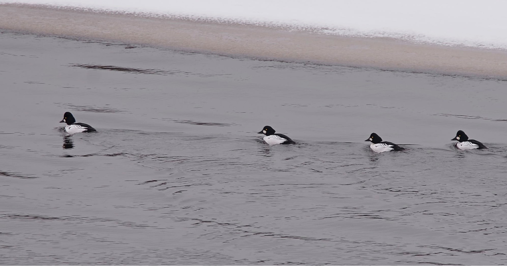 Группа гоголей на воде