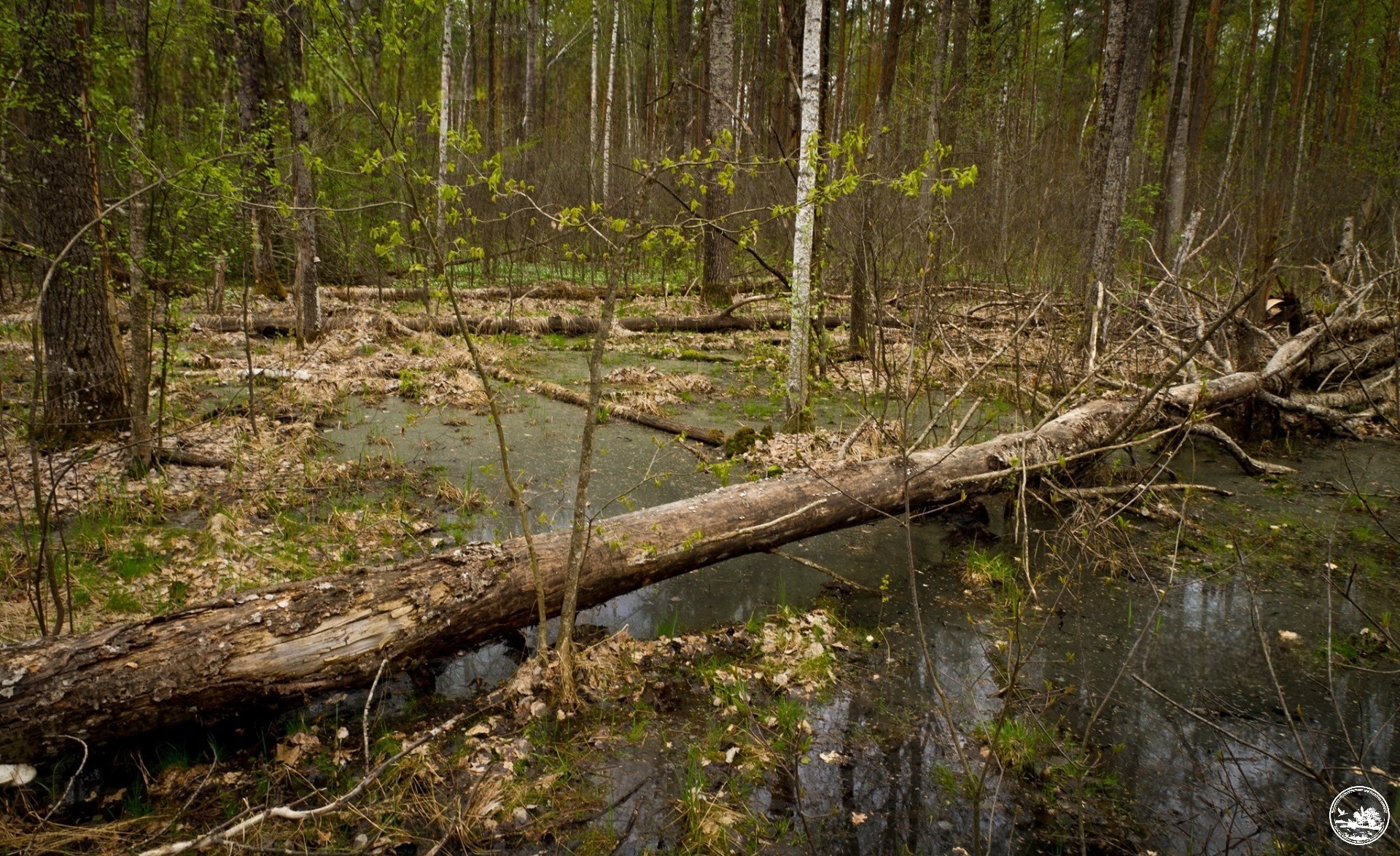 Лес в зоне отчуждения