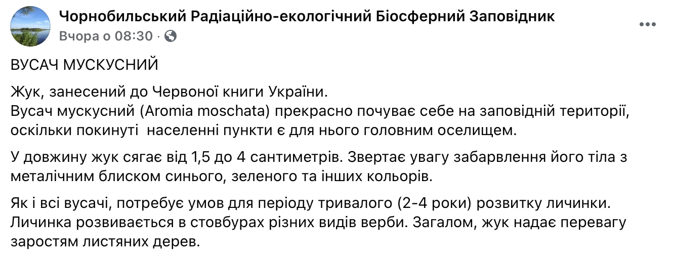 Чернобыльский заповедник показал "металлического" жука-усача из Красной книги. Фото