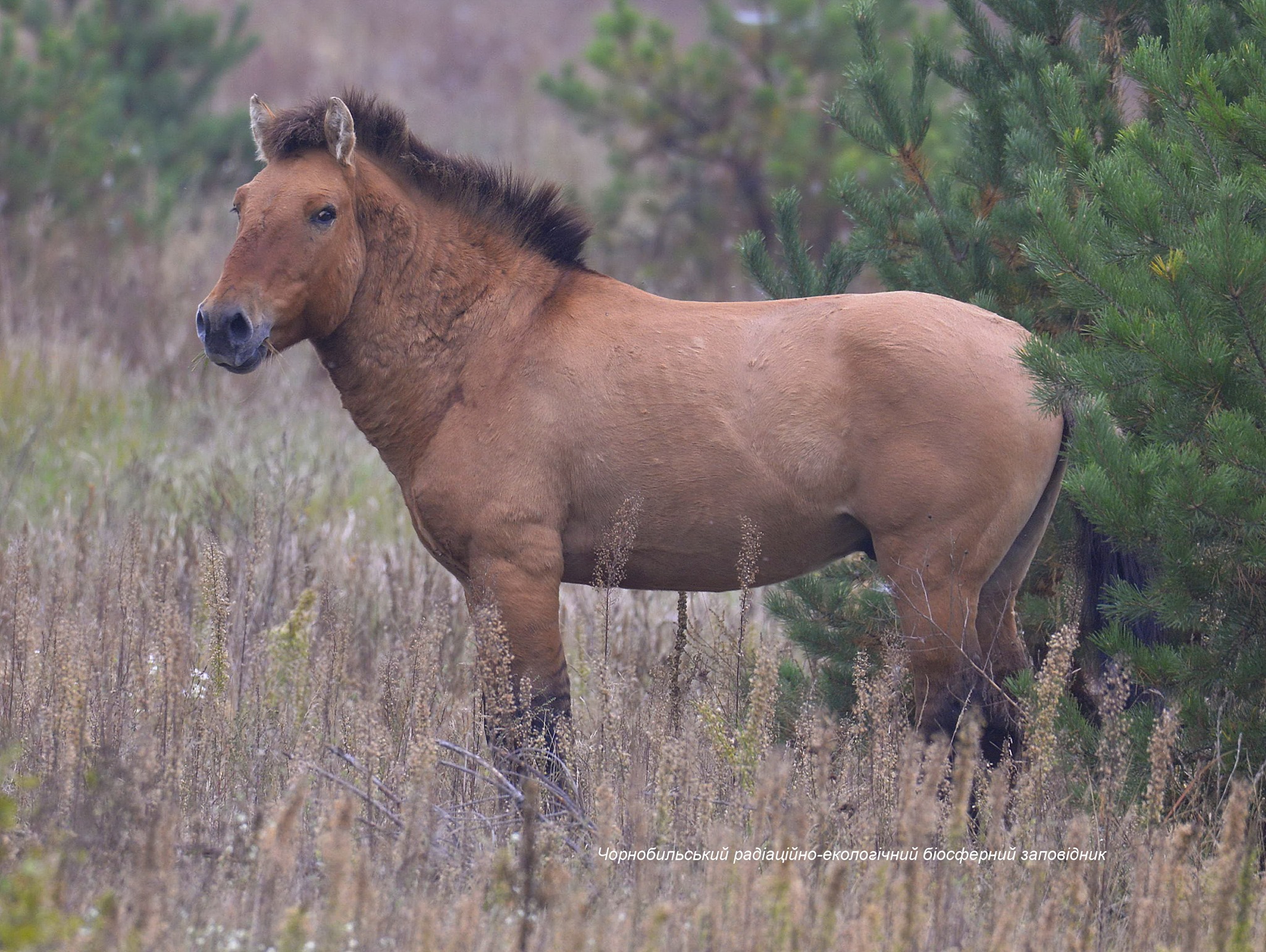Курт лошадь Пржевальского