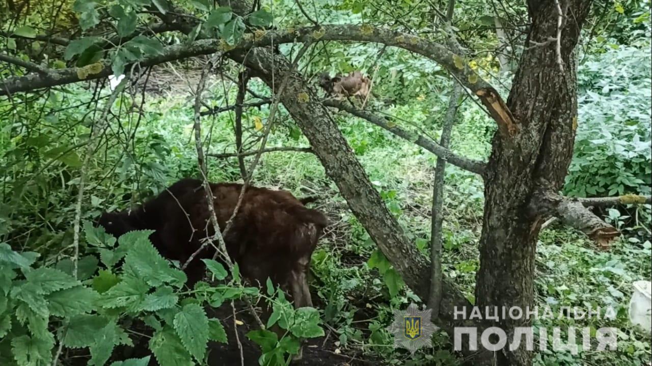 Покупатель не согласился с ценой на скот и просто украл его. Фото: Нацполиция